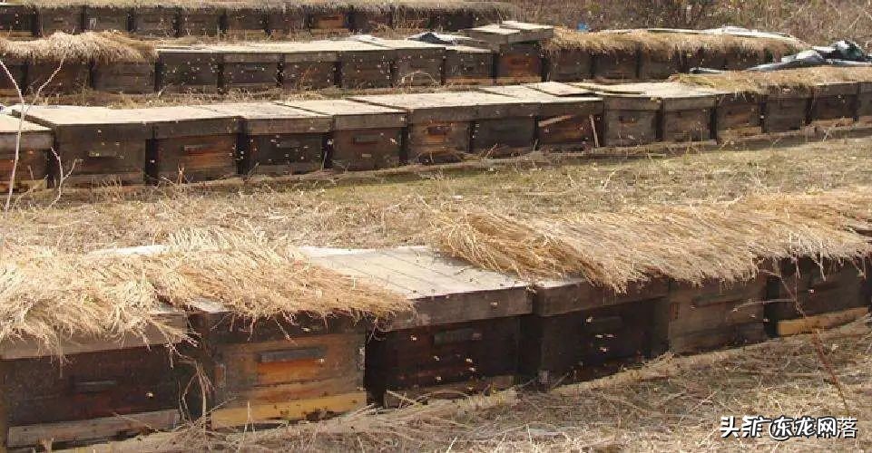 冬天饲喂蜜蜂,为啥容易把蜜蜂全部喂死?告诉你原因,附解决方法