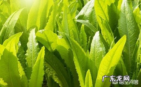 高三学生,减肥会影响智商吗?