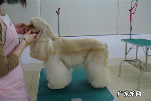 宠物店加盟排行哪家好 宠物店加盟10大品牌排行榜