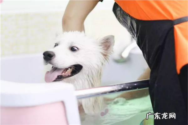 宠物加盟店排行榜加盟10大品牌 宠物护理加盟10大品牌排行榜