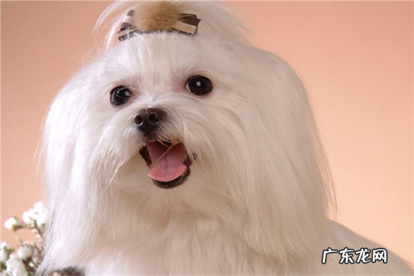 宠物加盟店排行榜加盟10大品牌 宠物护理加盟10大品牌排行榜