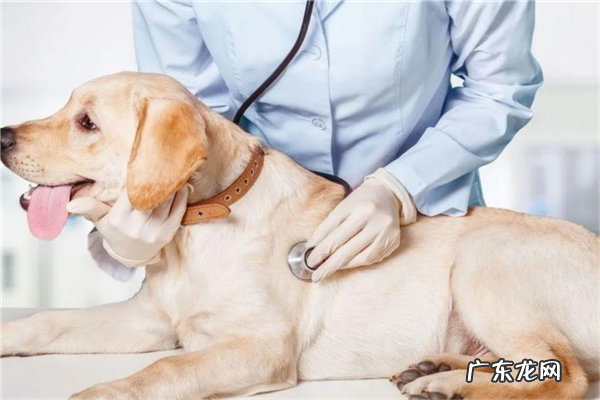 宠物加盟店排行榜加盟10大品牌 宠物护理加盟10大品牌排行榜