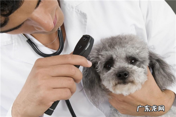 宠物加盟店排行榜加盟10大品牌 宠物护理加盟10大品牌排行榜