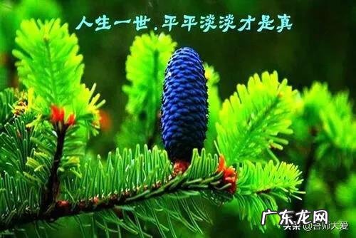 请问夫妻间的生活什么样为平淡?