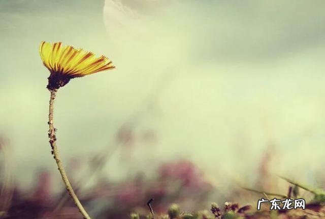 请问夫妻间的生活什么样为平淡?