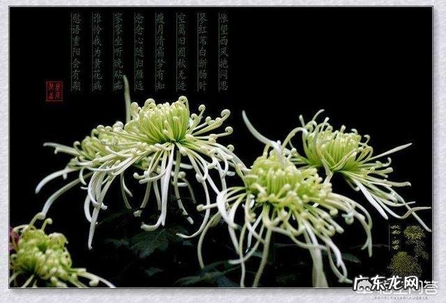 红豆、意米、黄芪可一起煮水喝吗?