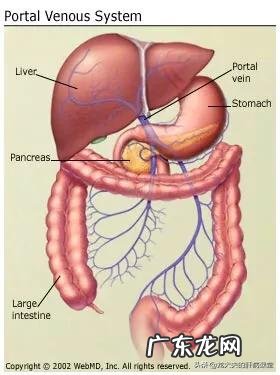 大便没有排出,会被身体二次吸收吗?