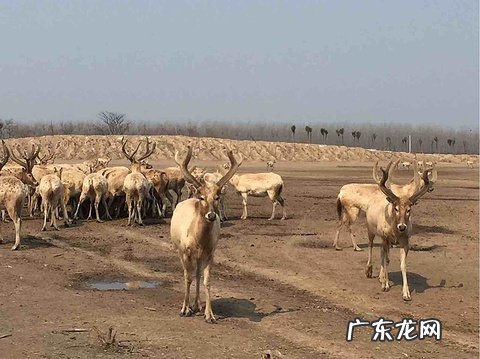 盐城景点哪里值得旅游 盐城旅游景点推荐