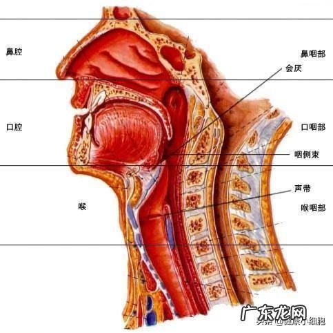 慢性咽炎怎么老重复发病,为什么?