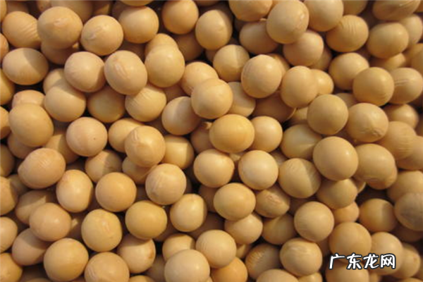 2020十大黄豆品牌排行榜 十大有机黄豆品牌排行榜