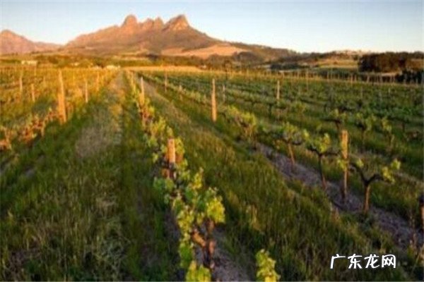 世界最大的葡萄酒生产地 世界葡萄酒十大产区