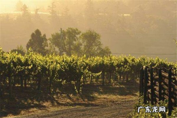 世界最大的葡萄酒生产地 世界葡萄酒十大产区