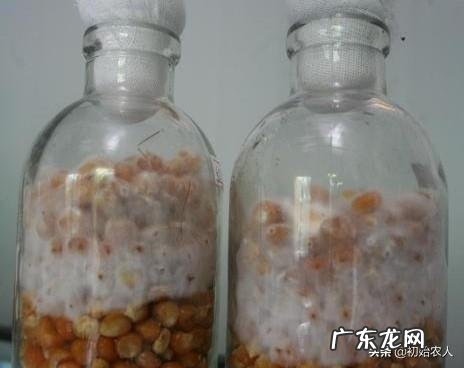 如何保持食用菌菌种的活力