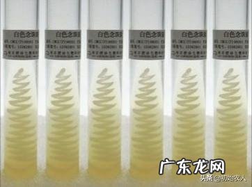 如何保持食用菌菌种的活力