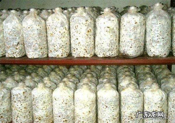 如何保持食用菌菌种的活力