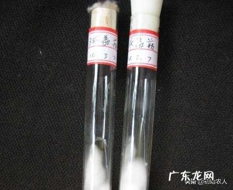 如何保持食用菌菌种的活力