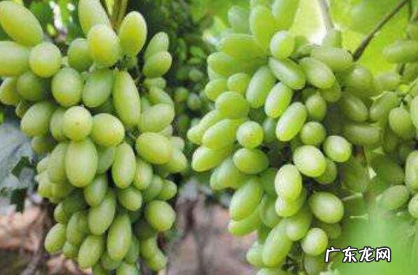 沈阳可以带回家的特产 沈阳可以带走的十大特产