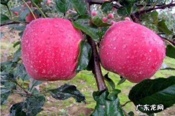 沈阳可以带回家的特产 沈阳可以带走的十大特产