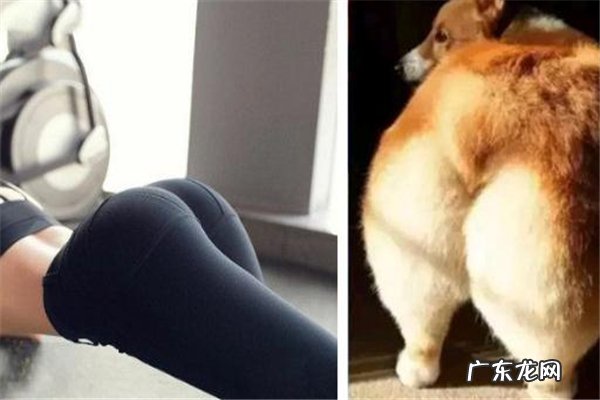 柯基臀什么意思 形容身材好