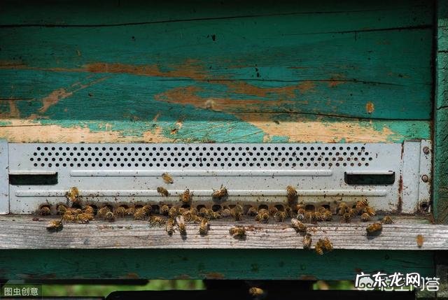 持续高温天气蜜蜂停止采集,蜂王停产,工蜂相互咬腿是什么情况