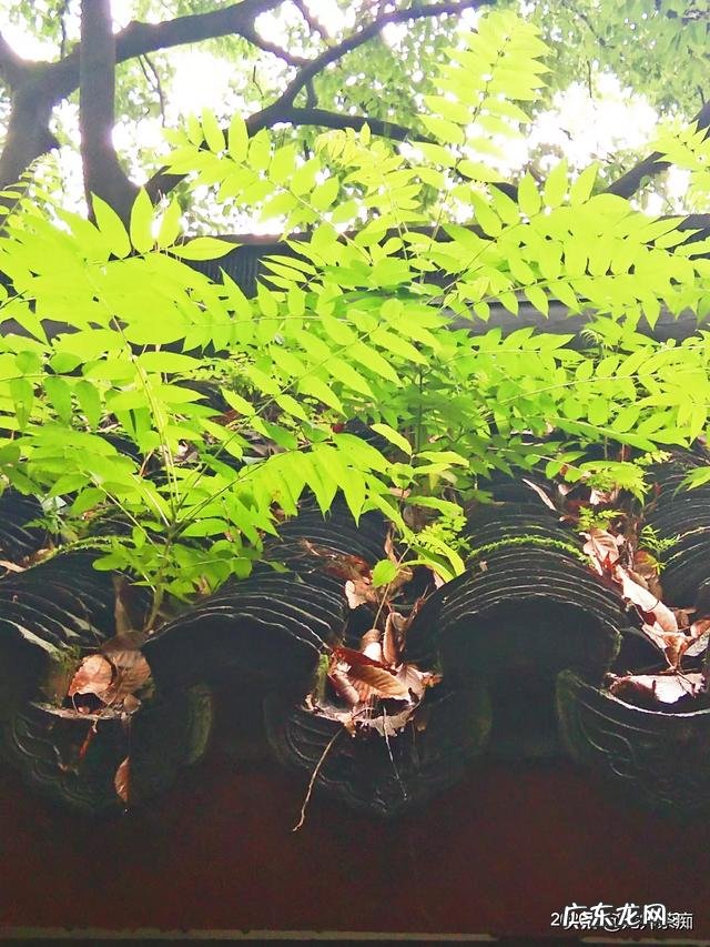 江苏人对东北人的印象是什么