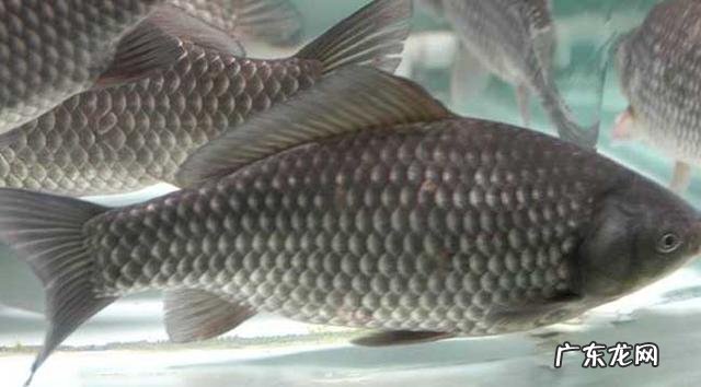 鲫鱼有什么营养价值？什么样的人千万不能吃鲫鱼？