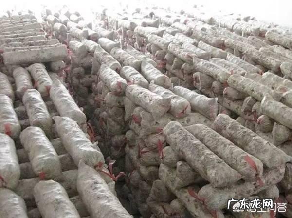 如何用家用冰箱保存食用菌菌种