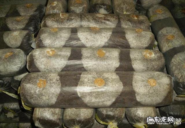 如何用家用冰箱保存食用菌菌种