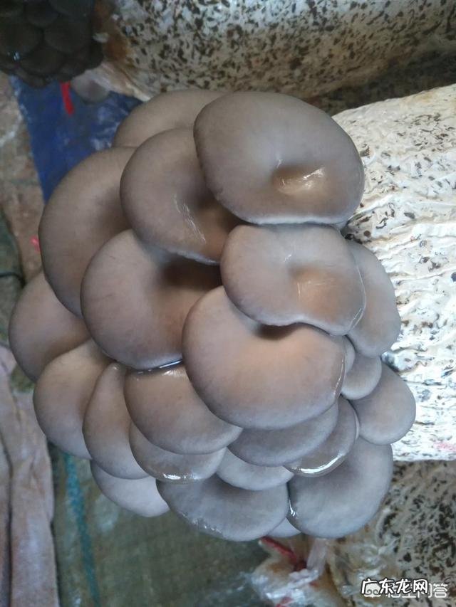 如何用家用冰箱保存食用菌菌种