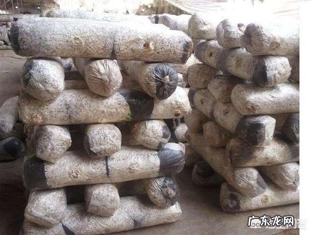 如何用家用冰箱保存食用菌菌种