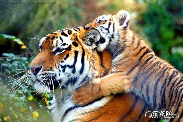 为什么有人说老虎发育成长速度那么快