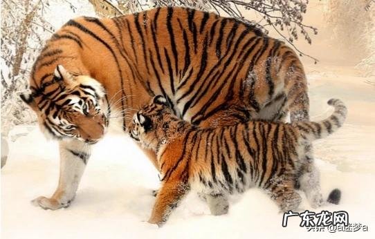 为什么有人说老虎发育成长速度那么快