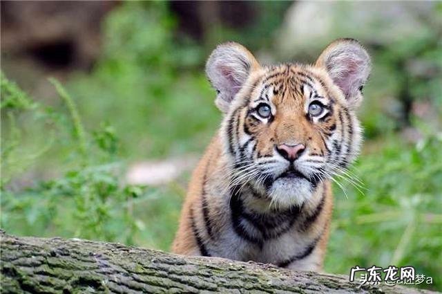 为什么有人说老虎发育成长速度那么快