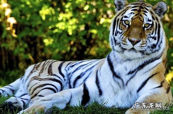 为什么有人说老虎发育成长速度那么快