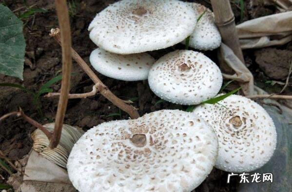 最有毒的蘑菇 最致命的十种毒蘑菇