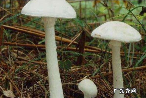 最有毒的蘑菇 最致命的十种毒蘑菇
