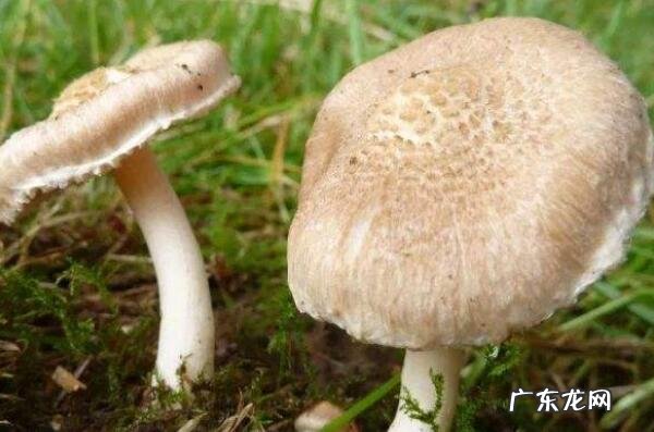 最有毒的蘑菇 最致命的十种毒蘑菇