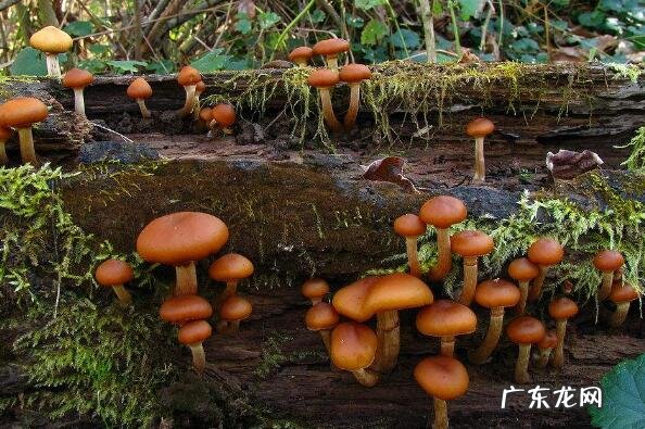 最有毒的蘑菇 最致命的十种毒蘑菇