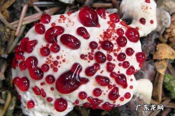 最有毒的蘑菇 最致命的十种毒蘑菇