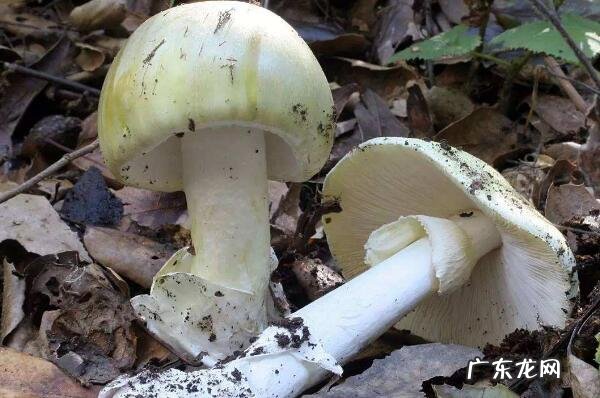 最有毒的蘑菇 最致命的十种毒蘑菇
