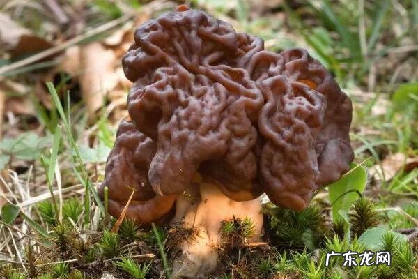 最有毒的蘑菇 最致命的十种毒蘑菇