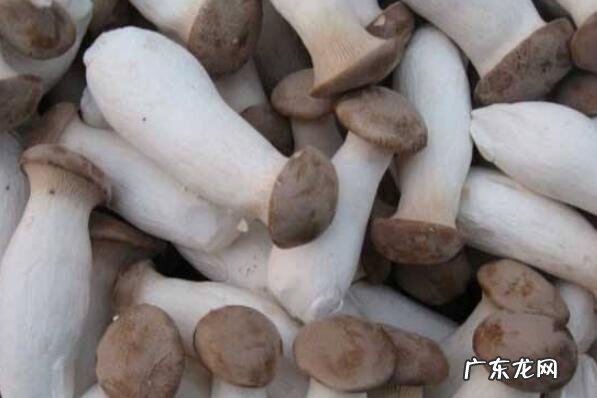 常吃的几种蘑菇 好吃的十种蘑菇