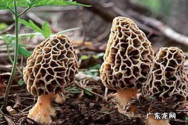 常吃的几种蘑菇 好吃的十种蘑菇