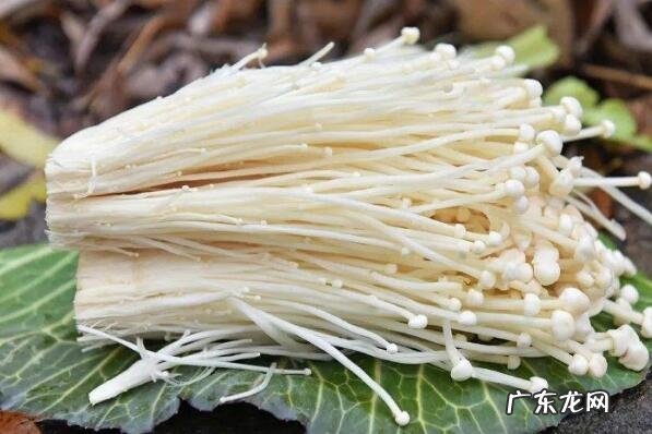 常吃的几种蘑菇 好吃的十种蘑菇