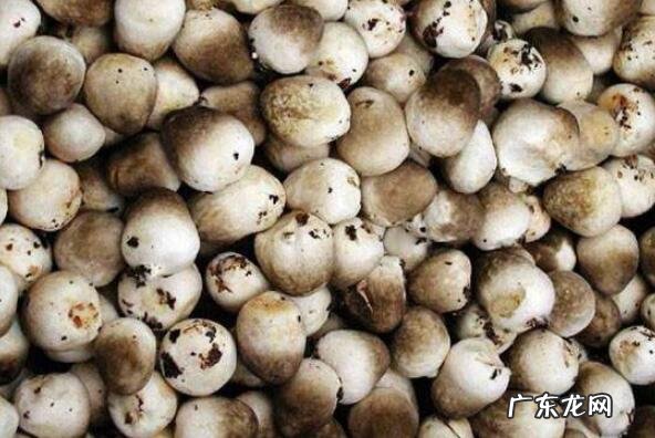 常吃的几种蘑菇 好吃的十种蘑菇