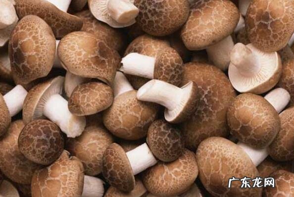 常吃的几种蘑菇 好吃的十种蘑菇