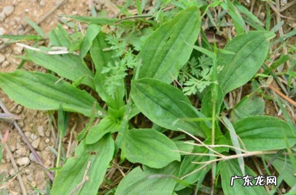 中国十大名贵药材 中国十大知名植物药材