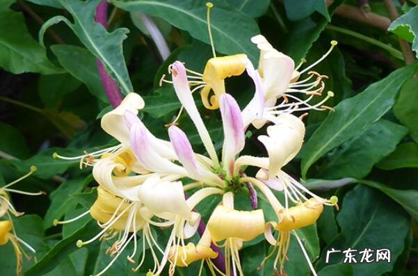 中国十大名贵药材 中国十大知名植物药材