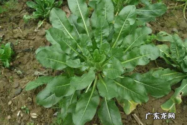 中国十大名贵药材 中国十大知名植物药材