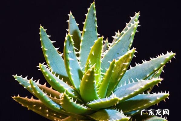 中国十大名贵药材 中国十大知名植物药材